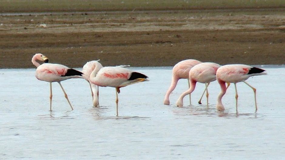 Grande parina, Guia de Fauna. RutaChile.   - 