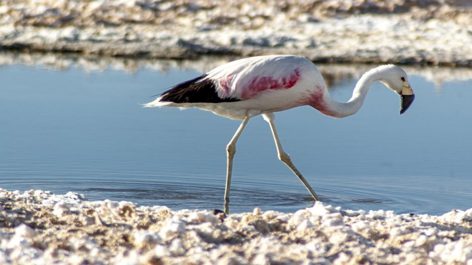 Grande parina, Guia de Fauna. RutaChile.   - CHILE