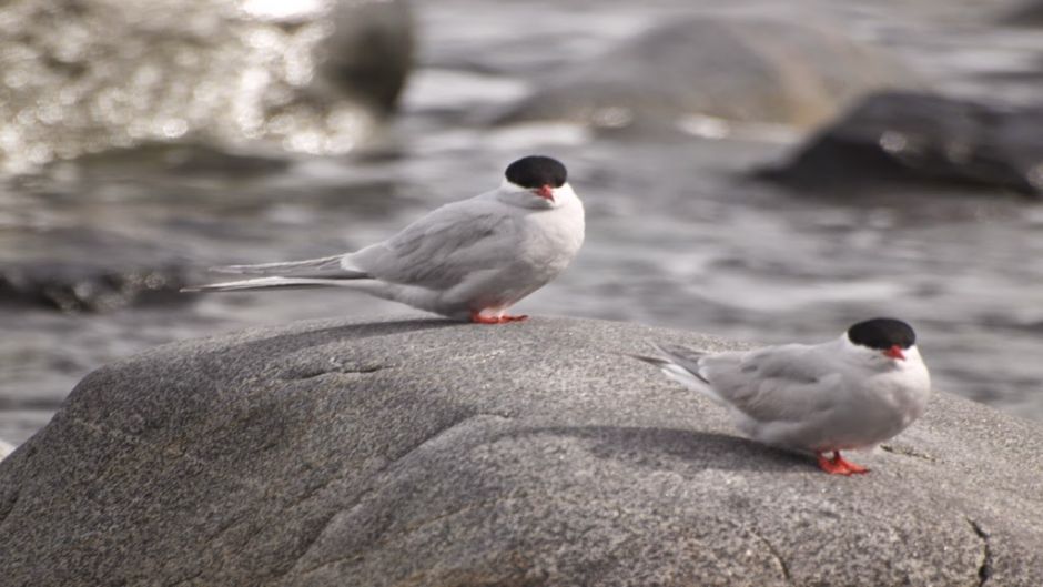 andorinha do mar da Antártida, Guia de Fauna. RutaChile.   - NORUEGA