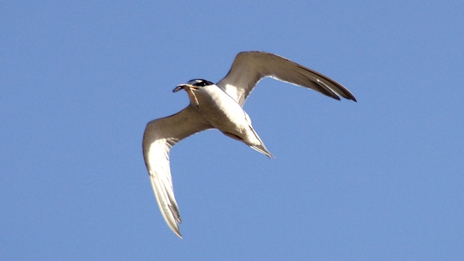 andorinha do mar da Antártida, Guia de Fauna. RutaChile.   - ESTADOS UNIDOS