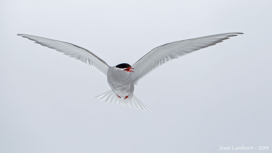 andorinha do mar da Antártida, Guia de Fauna. RutaChile.   - NORUEGA