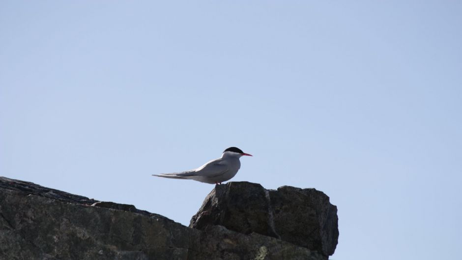 andorinha do mar da Antártida, Guia de Fauna. RutaChile.   - CHILE