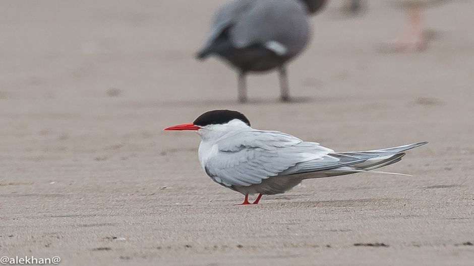 andorinha do mar da Antártida, Guia de Fauna. RutaChile.   - 