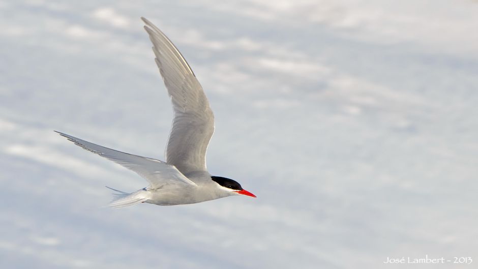 andorinha do mar da Antártida, Guia de Fauna. RutaChile.   - NORUEGA