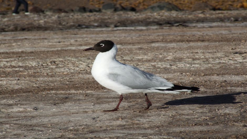 Gaivota Andina, Guia de Fauna. RutaChile.   - 