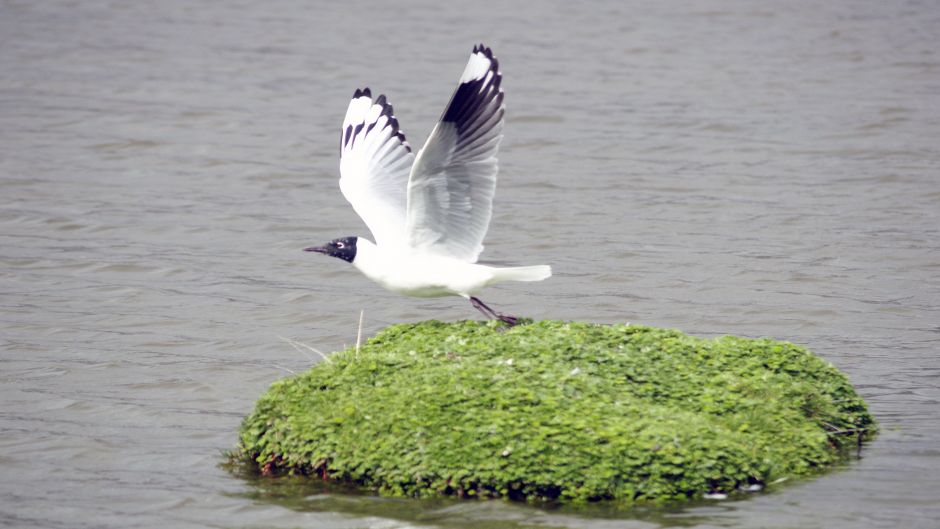 Gaivota Andina, Guia de Fauna. RutaChile.   - PERU