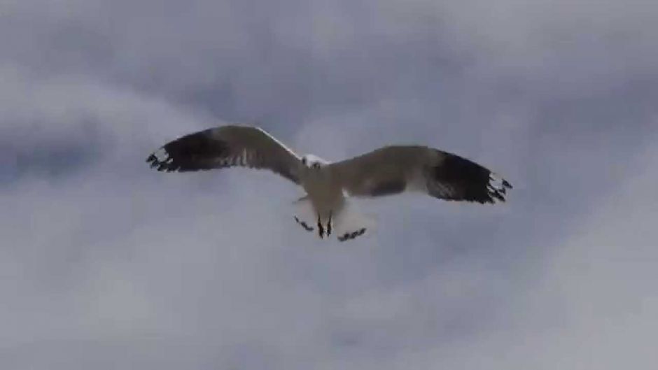 Gaivota Andina, Guia de Fauna. RutaChile.   - ARGENTINA