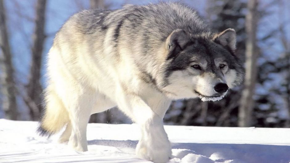 Lobo ártico.   - 