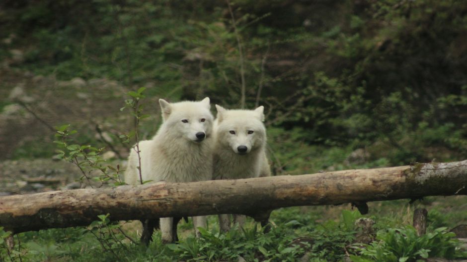 Lobo ártico.   - CANAD