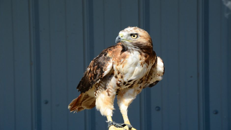 Eagle, guia de aves..   - 