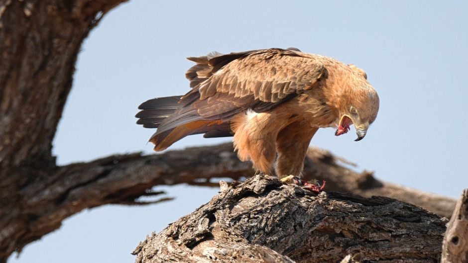 Eagle, guia de aves..   - 