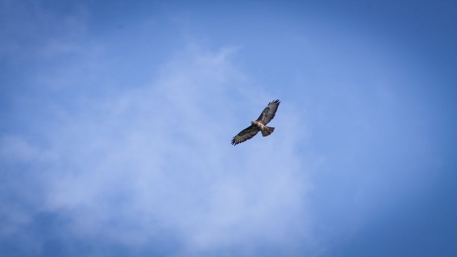 Harrier.   - CHILE