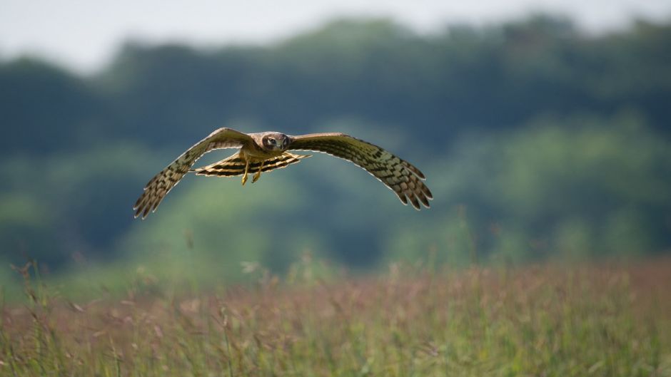 Harrier.   - Colmbia