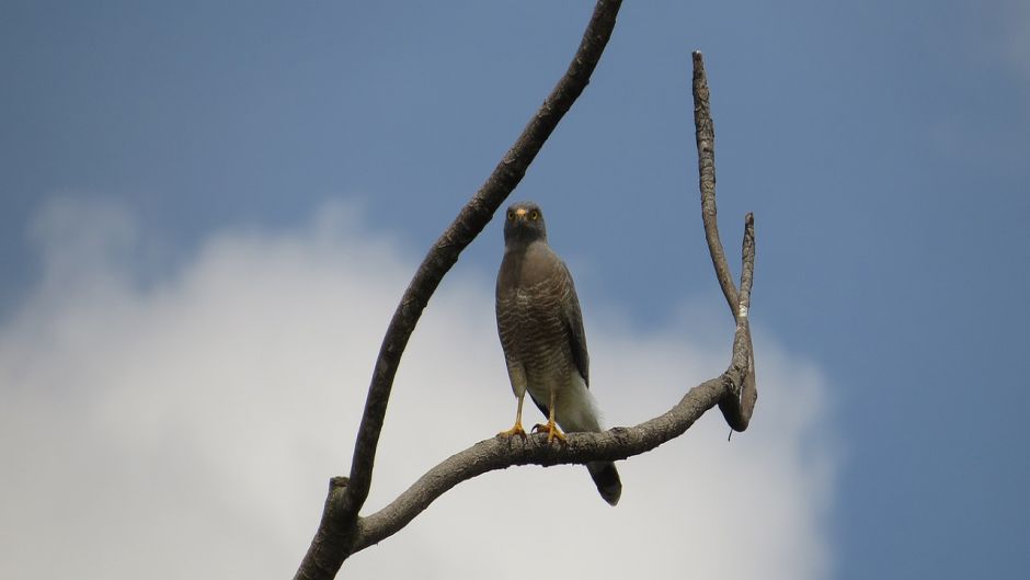 Harrier.   - Equador