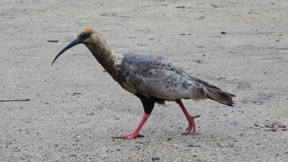 Bandurria, Guia de Fauna. RutaChile.   - Equador