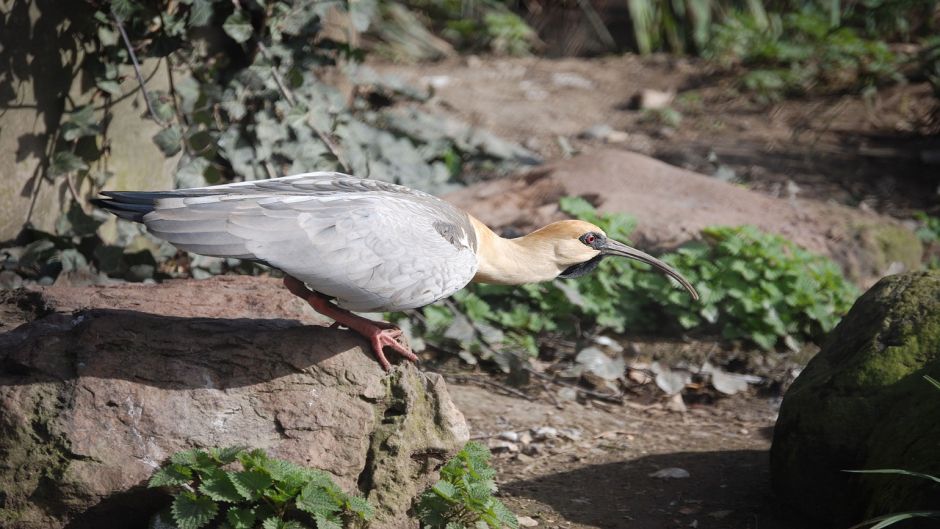 Bandurria, Guia de Fauna. RutaChile.   - Bolvia