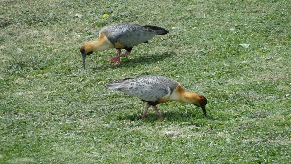 Bandurria, Guia de Fauna. RutaChile.   - BRASIL