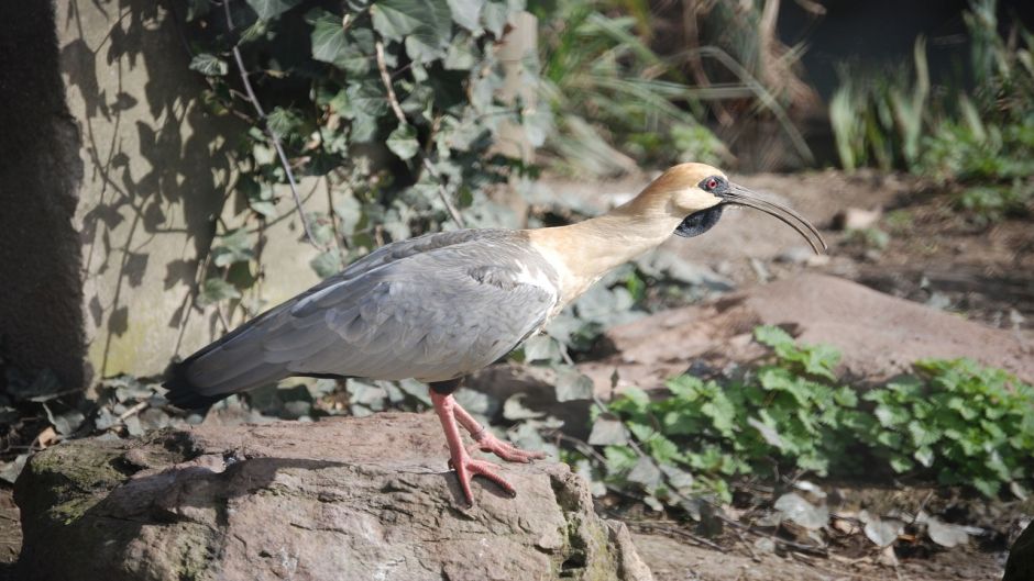 Bandurria, Guia de Fauna. RutaChile.   - CHILE