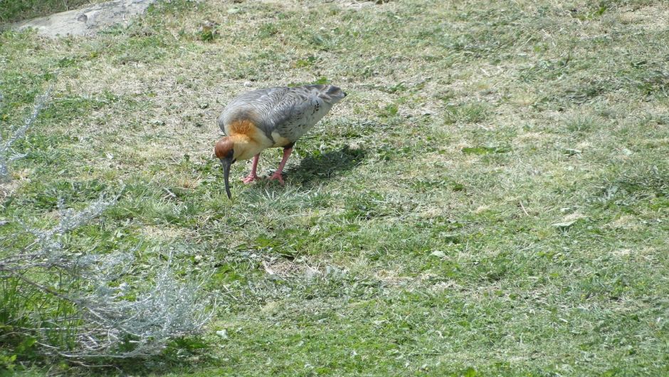 Bandurria, Guia de Fauna. RutaChile.   - 