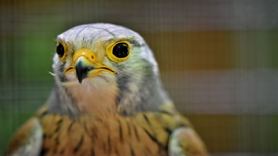 Kestrel, guia de aves.   - CHILE