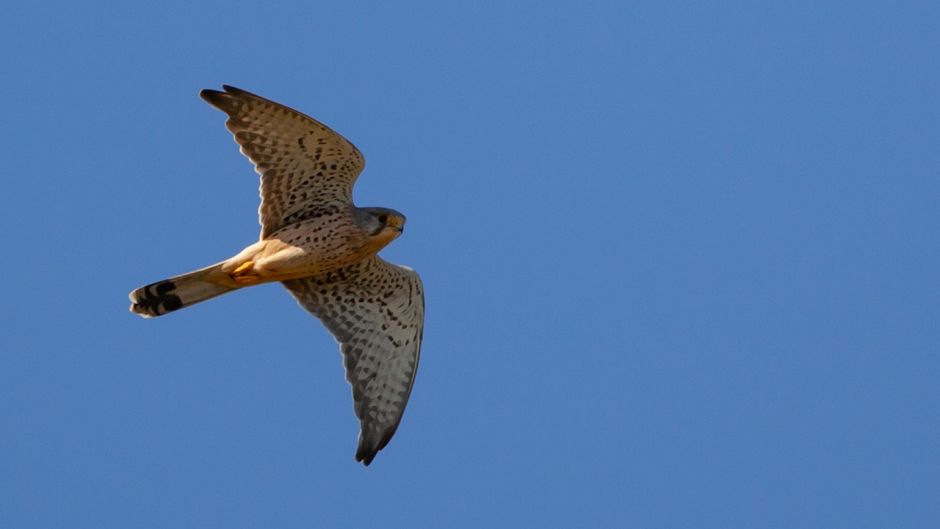 Kestrel, guia de aves.   - Cuba