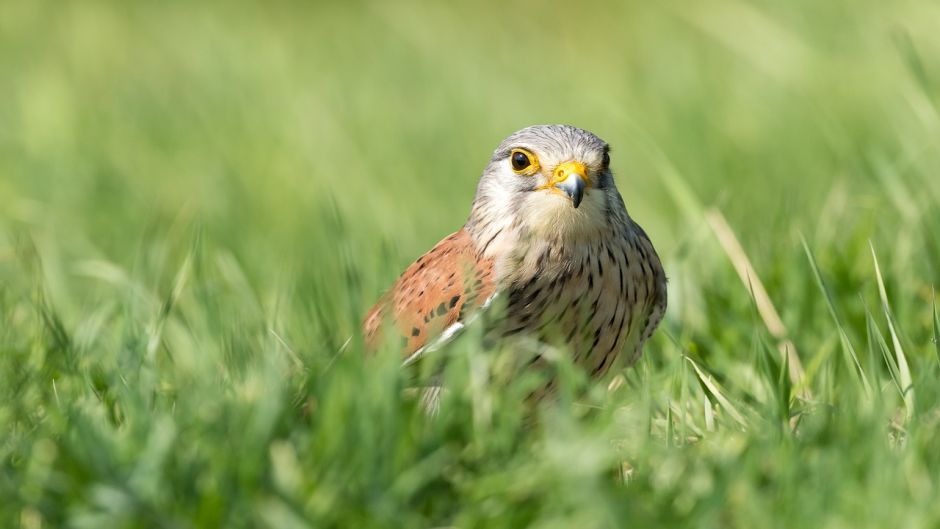 Kestrel, guia de aves.   - MXICO