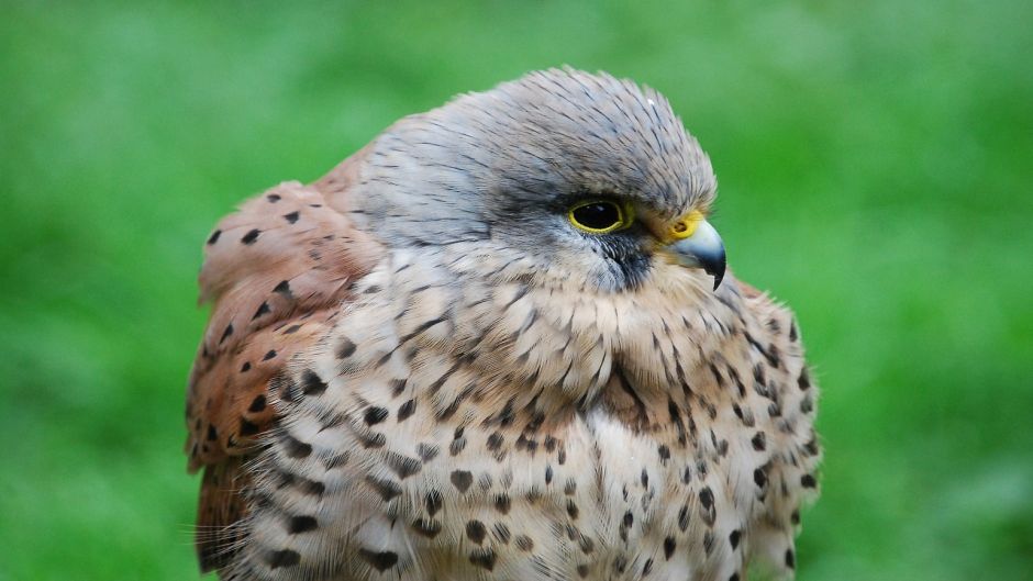 Kestrel, guia de aves.   - CHILE