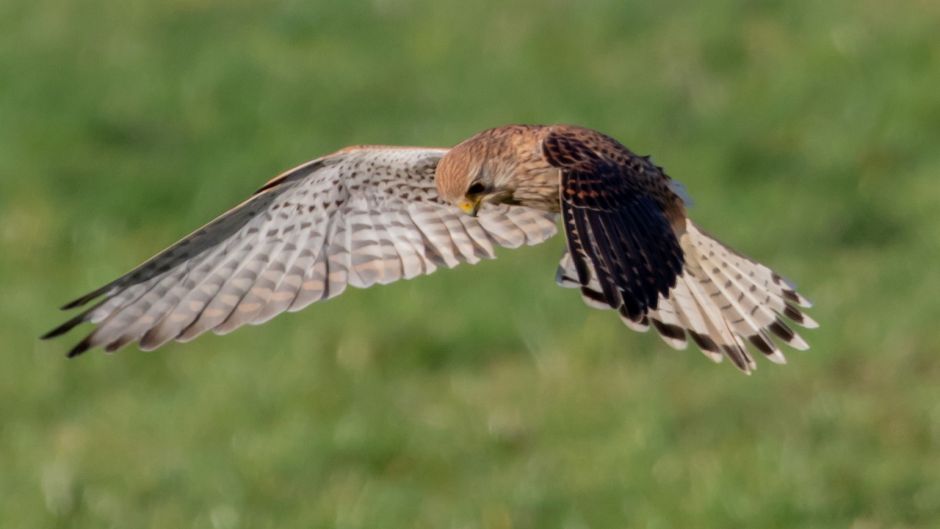 Kestrel, guia de aves.   - Bolvia