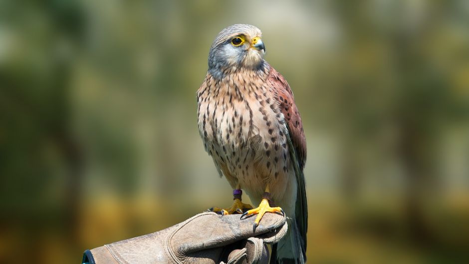 Kestrel, guia de aves.   - PERU