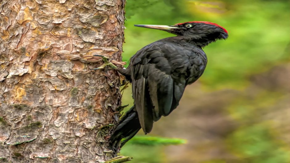 pica-pau preto, Guia de Fauna. RutaChile.   - CHILE