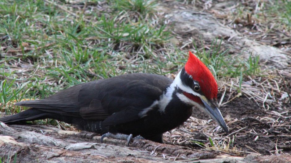 pica-pau preto, Guia de Fauna. RutaChile.   - 