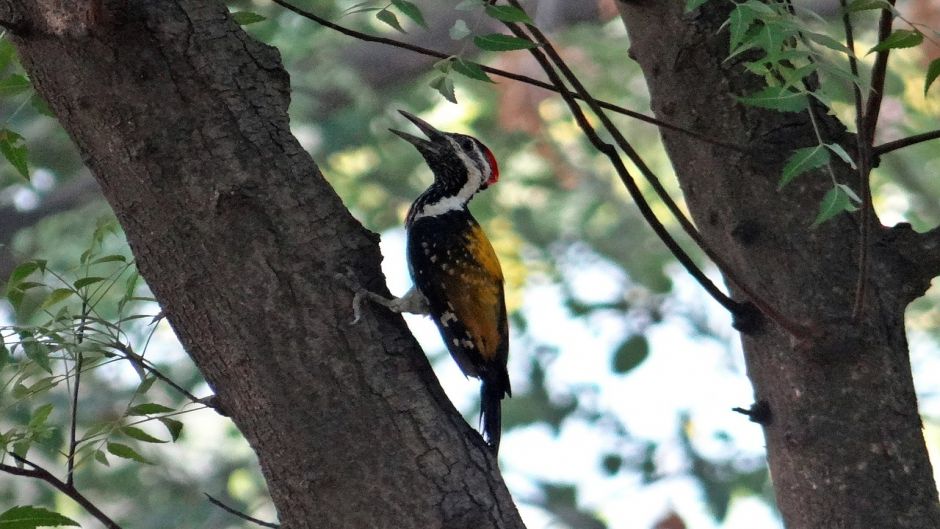 pica-pau preto, Guia de Fauna. RutaChile.   - 