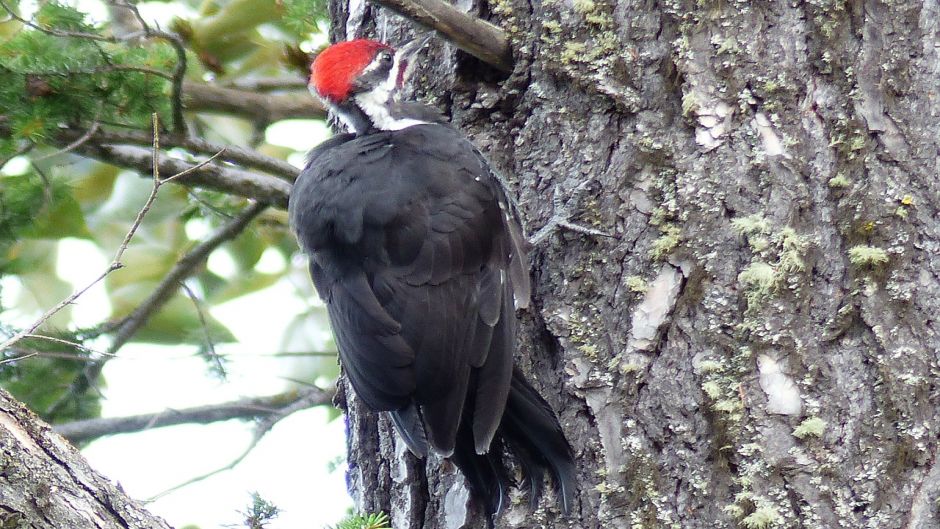 pica-pau preto, Guia de Fauna. RutaChile.   - 