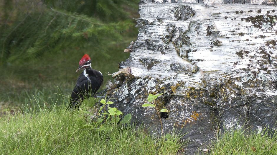 pica-pau preto, Guia de Fauna. RutaChile.   - 