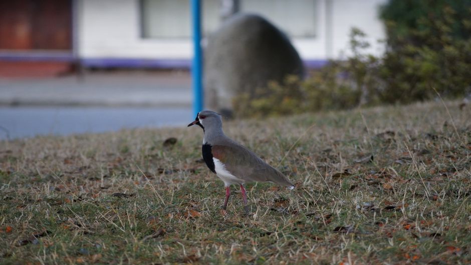 Queltehue, Guia de Fauna. RutaChile.   - VENEZUELA