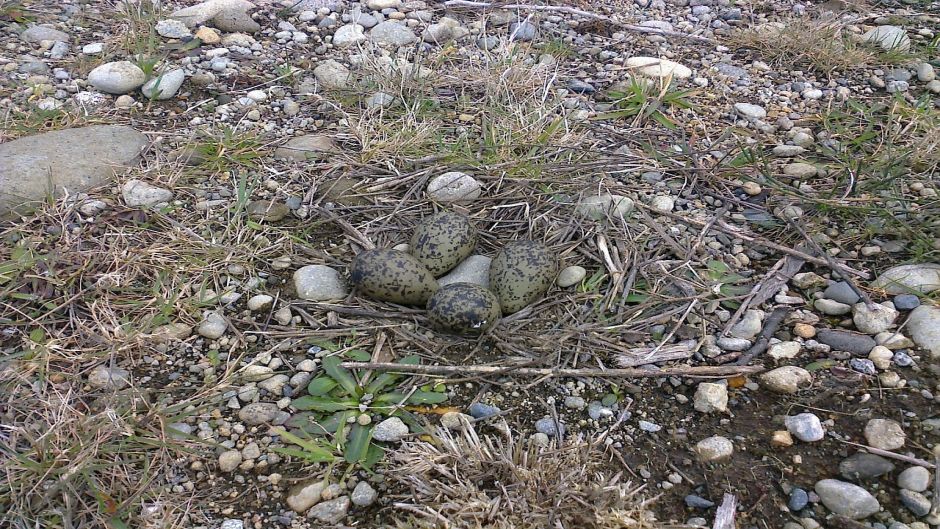 Queltehue, Guia de Fauna. RutaChile.   - ARGENTINA