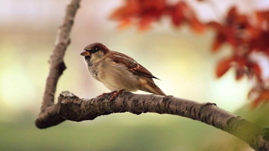 Muito simpática e basicamente Insectivora, pássaro vive em todos os.   - PERU