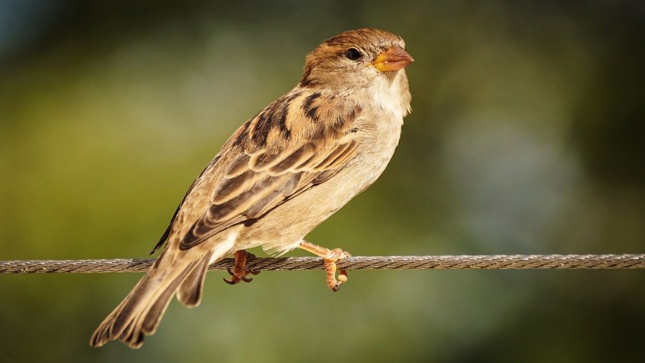 Muito simpática e basicamente Insectivora, pássaro vive em todos os.   - Bolvia