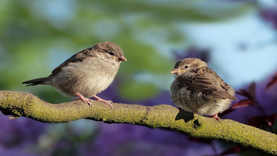 Muito simpática e basicamente Insectivora, pássaro vive em todos os.   - 