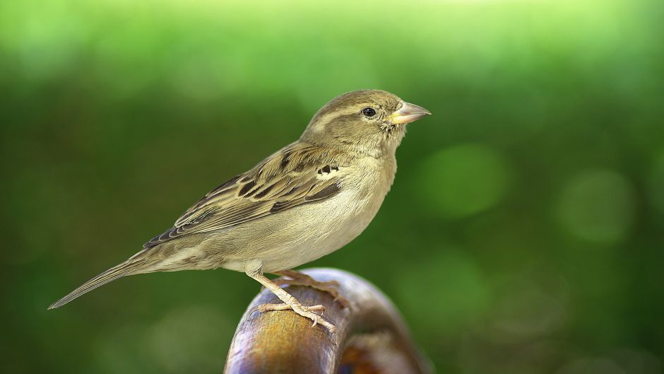 Muito simpática e basicamente Insectivora, pássaro vive em todos os.   - NICARGUA