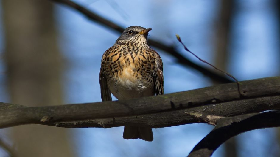 Zorzal, Guia de Fauna. RutaChile.   - EMIRADOS RABES UNIDOS