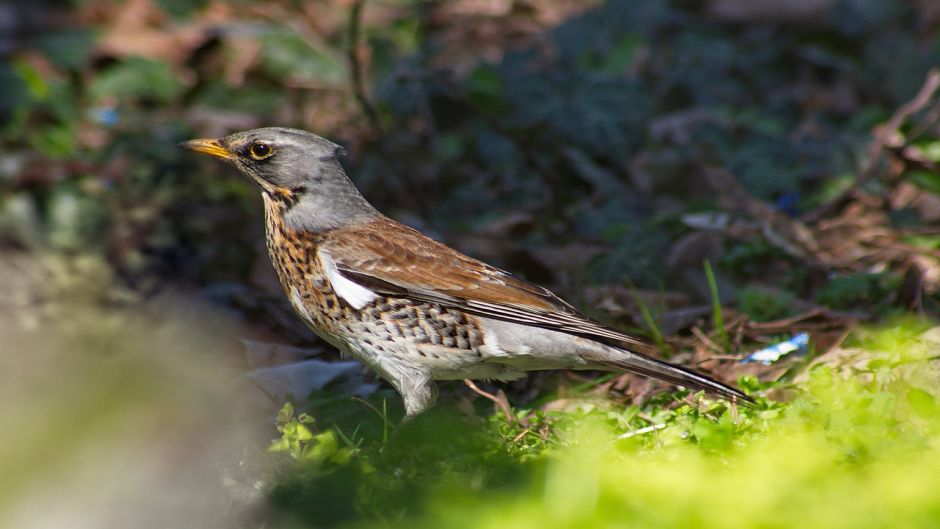 Zorzal, Guia de Fauna. RutaChile.   - ustria