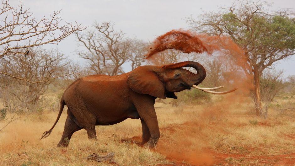 Elefante africano, Guia de Fauna. RutaChile.   - frica do Sul