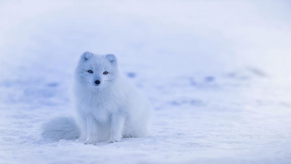 Raposa ártica.   - 