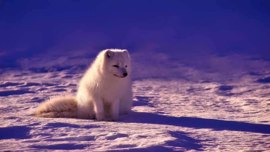 Raposa ártica.   - 
