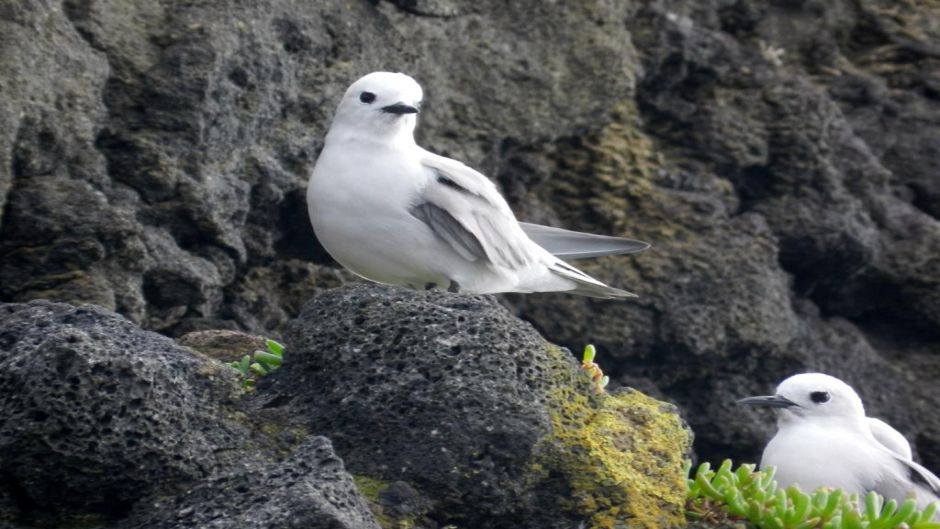 Grazina-cinzenta, Guia de Fauna. RutaChile.   - NOVA ZELNDIA