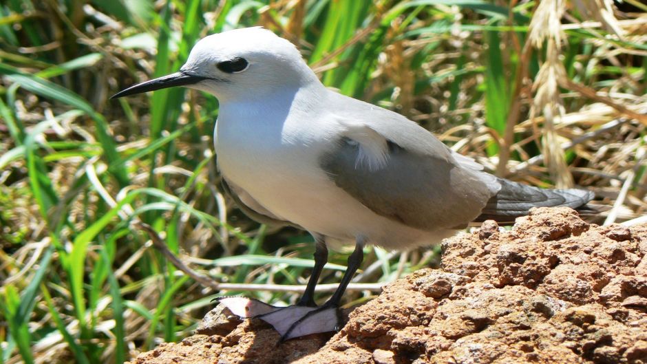 Grazina-cinzenta, Guia de Fauna. RutaChile.   - CHILE