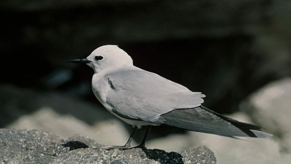 Grazina-cinzenta, Guia de Fauna. RutaChile.   - 