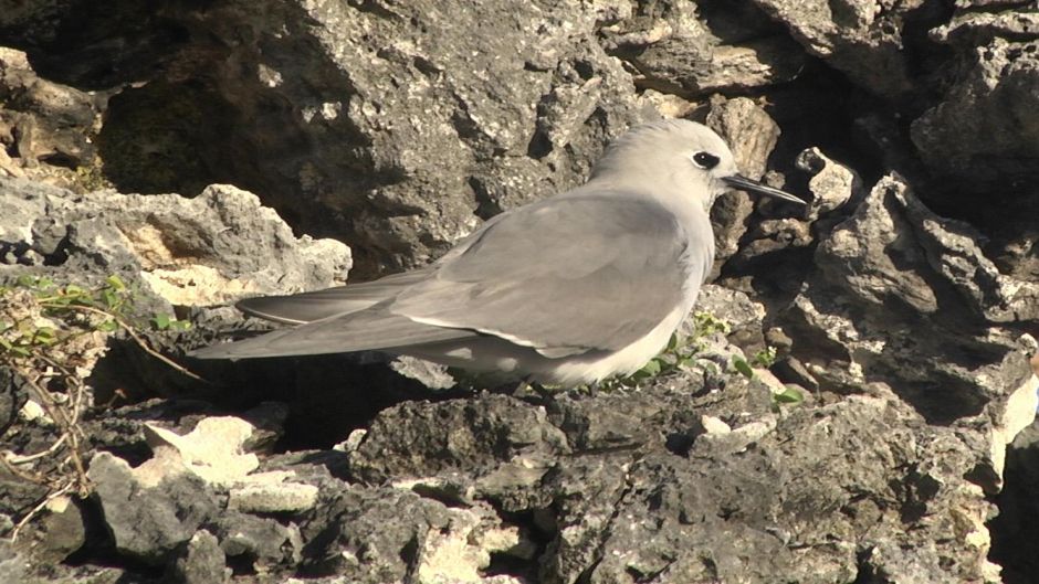 Grazina-cinzenta, Guia de Fauna. RutaChile.   - NOVA ZELNDIA