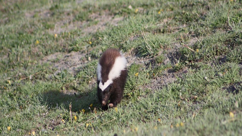 Chingue da Patagônia, Guia de Fauna. RutaChile.   - 